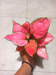 PROMO!! Aglonema pink catrina dewasa daun 7891011+++