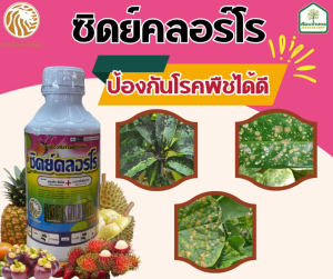 ซิดย์คลอร์โร (คลอโรทาโลนิล 50% + อะซอกซีสโตรบิน 6% SC) 2 พลังบวก ป้องกันและกำจัดโรคพืช ขนาด 1 ลิตร