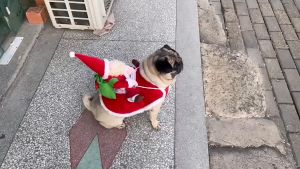 Pawpublic เสื้อผ้าสัตว์เลี้ยงคริสต์มาส เสื้อผ้าคริสต์มาสสำหรับสุนัข แมว สุนัขขนาดเล็กและขนาดกลาง