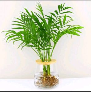 Tanaman Hias Yang Bisa Hidup Di Air Palem Kuning - Pohon palm kuning