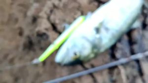 Hunthouse 160mm/18g Long Casting Pencil Hard Bait Nổi Needlefish Fishing Lure Stickbaits Cho Bass Garfish Lw118