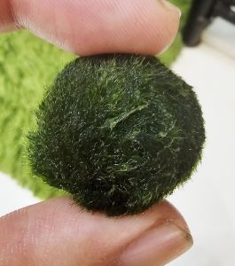 Moss ball - Aquatic Best Channel[ABC] - Aquarium plant