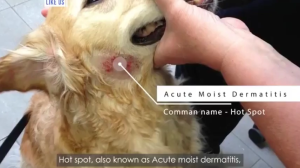 500ML Pet Skin Treatment Spray Fast Acting Anti Fungus & Dermatitis Spray Dog Cat Skin Disease Care