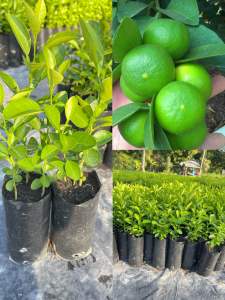 ต้นมะนาวแป้นรำไพ เปลือกบางกลิ่นหอม🔥มีเยอะ ซื้อ4ต้นฟรี1ต้น #แบบเพาะเม็ด