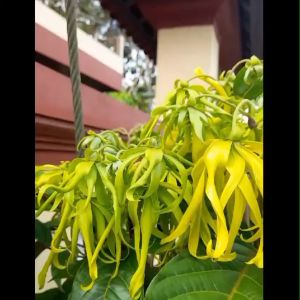 Bibit Bunga Kenanga Kuning hasil OKULASI siap berbunga