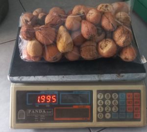 biji alpukat kupas 50 biji