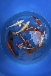 Genuine Japan Koi 10pcs COMBO OFFER OFFER at 4888 only !!! ( 3 XL ICE BOX TO SHIP )