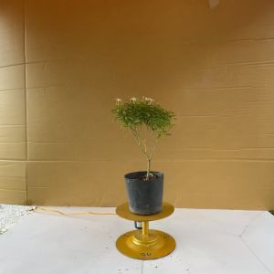 Cây Mai Vạn Phúc - Cây Cảnh Trồng Sân Vườn