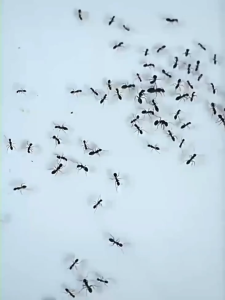 🔥QA🔥ยาฆ่ามด เจลกำจัดมด เหยื่อกำจัดมด ใช้งานง่าย เพียงติดไว้ ดึงดูดมดได้ดี ตายยกรัง สามารถฆ่ามดได้หลายชนิด ยากำจัดมด กำจัดมด ant killer（COD)