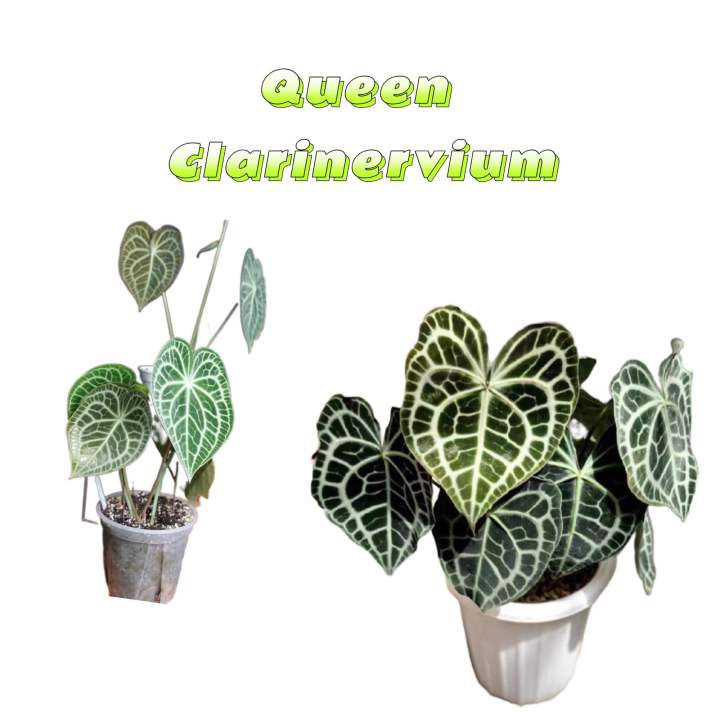 Anthurium Queen Clarinervium Indoor Plants Seeds Qc 01 Qc 02 Qc 03 -  Lazada | Lazada