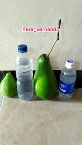 Bibit Alpukat Pangeran Super Pulen: Tips & Manfaat