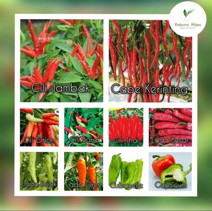 Pelbagai Biji Benih Cili Padi Cili Burung Seeds Chilies Seed Lada Cili