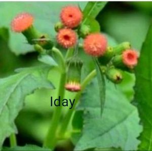 bibit daun sintrong lalap segar/10 bibit sintrong tanaman herbal