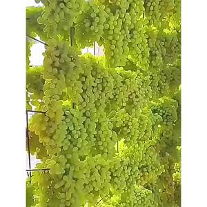 Quality Large Grape Dried Fruit
