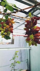 Bibit Anggur Import Dubovsky: Cepat Berbuah & Teknik Grafting