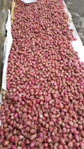 Bawang MERAH BREBES SUPER - 250 Gram - LPJ