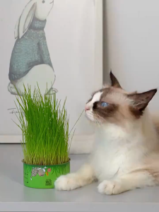 【SG Seller】Natural Organic Cat Grass Planting Kit Fast Growing Improve Hair Ball Organic Wheatgrass Seed Grass Catnip 猫草