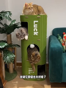 คอนโดแมว สไตล์ญี่ปุ่น 2 ชั้น 3 ชั้น สีเขียว สีน้ำตาล สีเหลือง บ้านแมว Cat House