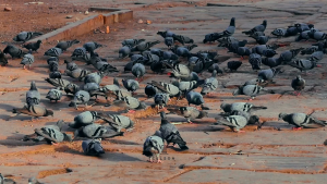 Celson ( SG Seller ) Rihana Round Mother of Pearl Coffee Table