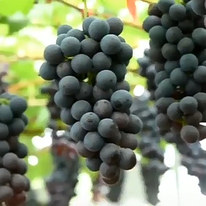 Grape Seeds- Green Grape Seeds Fruit Seeds for year-round balcony potted plants and small courtyard fruit cultivation Easy to Grow Grape Seeds for Planting High Yield Suitable for novice growers