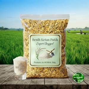 Jual benih padi ketan putih super 1 kg-az