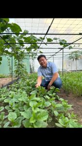 Phân trồng rau sạch NPK 31-11-11 gói 100gram kích đọt nhanh nhú đọt to lá chuyên cho  rau màu