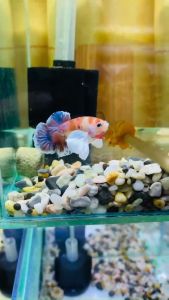 Cây Kè Cá Betta In 3D Giúp Cá Betta Phồng Mang Và Xòe Đuôi Trình Diễn . Thân Cây Kè Tiện CNC Chất Liệu Sơn Tốt