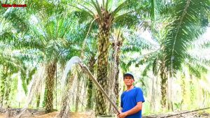 [100% Original Malaysia Ready Stock] Cap 111 Sabit Sawit | Menyesuaikan Sudut | Adjustable Angle Oil Palm Sickle