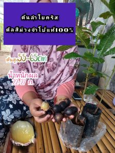 ต้นลำใยคริสตัลม้วงจัมโบ้แท้จากอินโดสูง55-65cm น้ำหนักลูก22-25ต่อกิโล