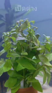 เป็ดด่าง ไม้น้ำ แต่งตู้ปลา หรือ อ่างบัว ปลูกง่าย เขียวสด โตเร็ว ใส่กระถางดินเผาสีส้ม พร้อมปลูก