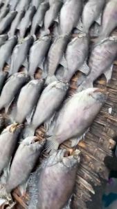 Khô Cá Sặc Bổi(hay lò tho)Thịt Thơm Ngon -Làm Cơm Chiên Mặn Bá Cháy- Vựa Khô Nàng Tiên