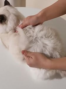 <107> Dầu Cá Cho Thú Cưng Dầu Cá Ngừ Biển Sâu Bổ Sung Dinh Dưỡng Cho Mèo Làm Đẹp Lông Cá Hồi Ép Dầu Cá Cho Chó Mèo