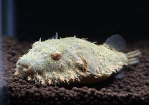 Hairy Puffer/Readystock/Freshwater/Ornamental Fish