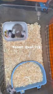 1kg Emily Pets Wood Flakes Kusot Shaving All Stages Hamster Rabbit Guinea Pig Small Pet Bedding