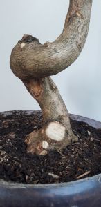 BAHAN BONSAI SANCANG DONGKELAN SUPER