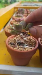 Đá cầu vồng trồng sen đá 7 màu giá thể rải mặt đẹp rực rỡ sắc màu cho sen đá Minh Hân Garden
