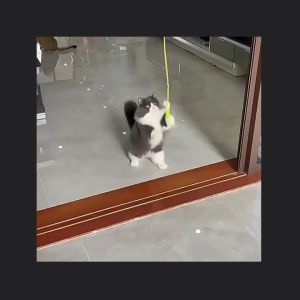 (HÀNG MỚI) Đồ chơi cần câu mèo giúp mèo vận động tập thể dục giữ gìn vóc dáng giúp mèo và sen giảm stress