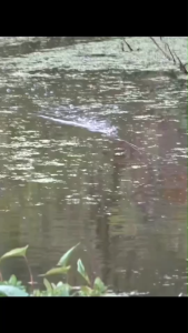 กบยาง เหยื่อตกปลา ธันเดอร์ ตัวเบ็ด 1/0 ความยาว 3.8 ซม.บอดี้ ยาว 3.6 ซม.น้ำหนัก 7.5 กรัม น้าพล พลลัวร์ ใบหลิวเดียว ปากหนาทนทาน ตกปลา รอก