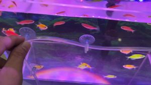 Combo 5 Hít Kính Giữ Dây Sủi Phi 4mm Cố Định Dây Sủi Cho Bể Cá Bằng Kính