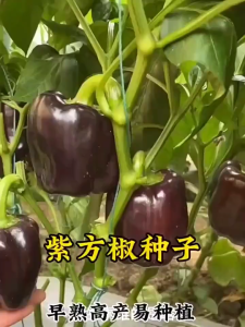 Benih Lada Benggala Ungu(35 Seeds)/紫方甜椒籽/紫色灯笼椒种子/Purple Beauty Bell Pepper/ Purple Sweet Capsicum Seeds