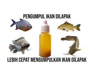 ESSEN PENGUMPUL IKAN DILPAK