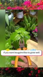 Bloom booster for bougainvillea 300ML bougainvillea flowering fertilizer bougainvillea liquid fertilizer