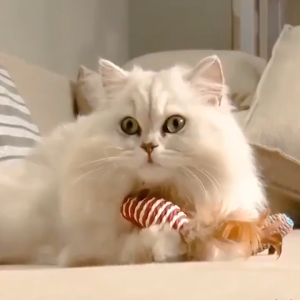 🔥 SG READY STOCK🔥 Cat Funny Stick Mouse Toys 7pcs Gift Set