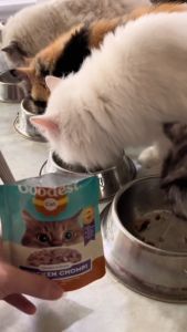 85g Goodest Cat Adult Kitten Wet Food Pouch All Stages Pet Essentials