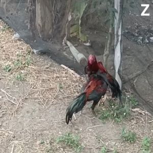 Bungkus Paruh Ayam Pelindung Zeorfarm 2 Biji