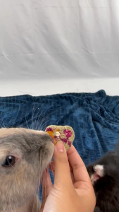 Hayflower Mini Cakes | No Furries Delights | Handmade Hay-Based Treats for Small Animals & Birds