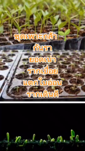 ชุดเพาะกล้า กันรา ยอดเน่า รากเปื่อย แตกใบอ่อน รากเดินดี ของแท้