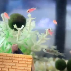 Marimo seaweed ball ecological bottle 海藻球生态瓶 DIY mini hydroponic plant indoor green plant 办公室水培植物 室内绿植