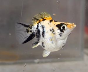 Red Head Balloon Molly Fish(Female) 红头短身气球茉莉鱼(母)❗️(Not random fish)❗️Fish same as order❗️43