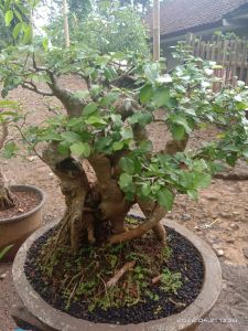 BONSAI ROMBENG ATAU KIROMBENG JERUKAN RAWATAN SIAP PINDAH LOKASI